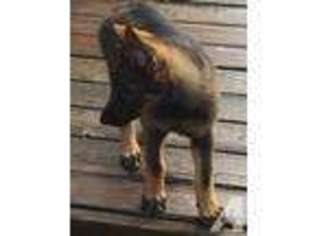 German Shepherd Dog Puppy for sale in MAGNOLIA, TX, USA