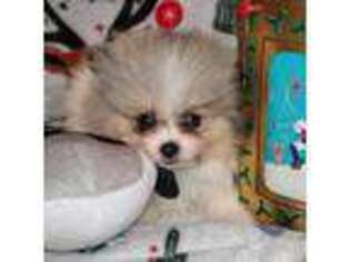 Pomeranian Puppy for sale in Lake Los Angeles, CA, USA