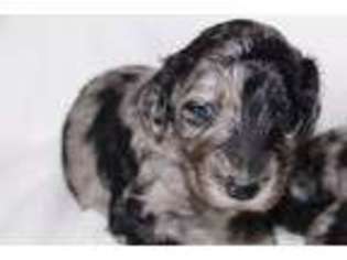 Mutt Puppy for sale in Mandeville, LA, USA