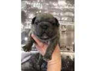 French Bulldog Puppy for sale in Sidney, MT, USA
