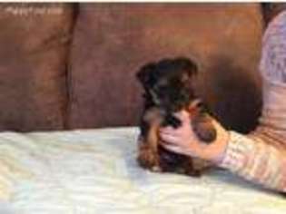 Yorkshire Terrier Puppy for sale in Clarks, LA, USA