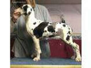 Great Dane Puppy for sale in Portsmouth, OH, USA
