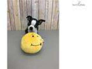 Boston Terrier Puppy for sale in Chillicothe, OH, USA