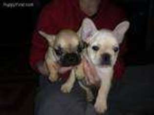 French Bulldog Puppy for sale in Midland, OH, USA
