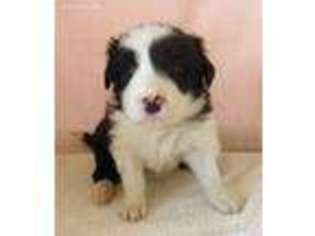 Border Collie Puppy for sale in Bend, OR, USA