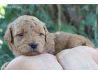 Goldendoodle Puppy for sale in Roosevelt, UT, USA