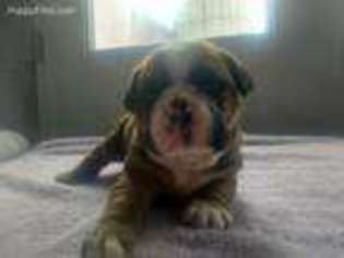 Bulldog Puppy for sale in Addison, MI, USA