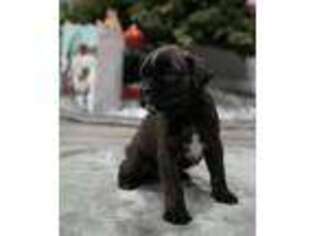 Boxer Puppy for sale in La Puente, CA, USA