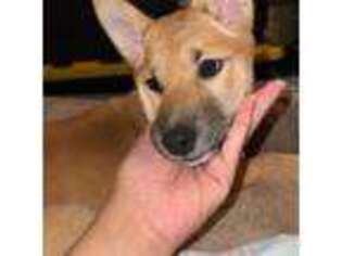 Shiba Inu Puppy for sale in Jamaica, NY, USA