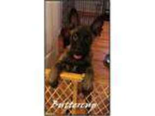 Belgian Malinois Puppy for sale in Sharpsburg, MD, USA