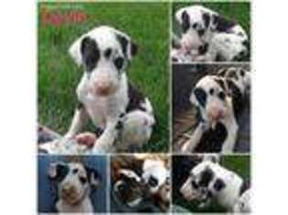 Great Dane Puppy for sale in Walled Lake, MI, USA
