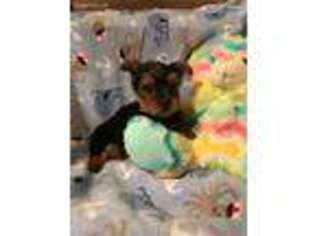 Yorkshire Terrier Puppy for sale in Cecil, OH, USA