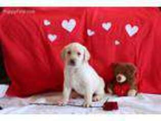 Labrador Retriever Puppy for sale in Bridgewater, VA, USA