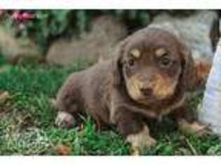 Dachshund Puppy for sale in Rochester, IN, USA