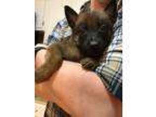 Belgian Malinois Puppy for sale in Canton, GA, USA