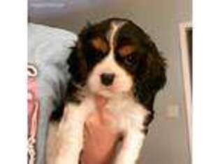 Cavalier King Charles Spaniel Puppy for sale in Greenwood, MO, USA