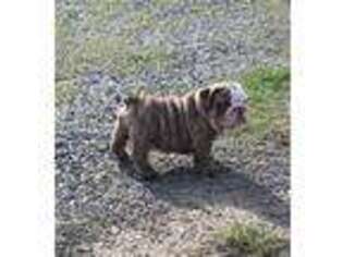 Bulldog Puppy for sale in Mcalester, OK, USA