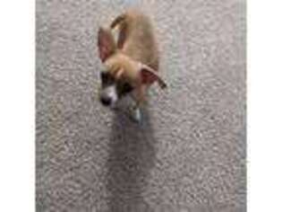 Chihuahua Puppy for sale in Arlington, VA, USA
