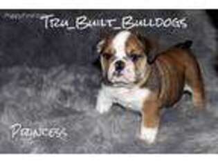 Bulldog Puppy for sale in Humble, TX, USA
