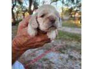 Cocker Spaniel Puppy for sale in Brooksville, FL, USA