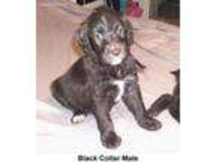 Labradoodle Puppy for sale in Pensacola, FL, USA
