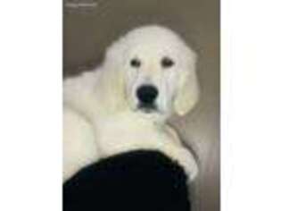 Golden Retriever Puppy for sale in New Hartford, NY, USA