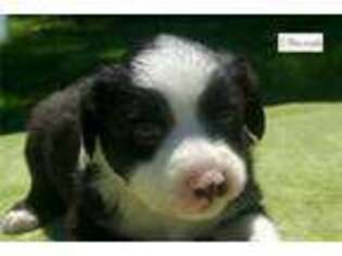 Miniature Australian Shepherd Puppy for sale in Tyler, TX, USA