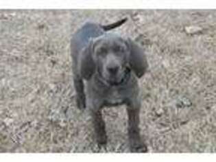 Weimaraner Puppy for sale in Sylvia, KS, USA