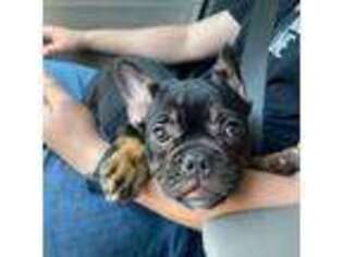 French Bulldog Puppy for sale in Hanford, CA, USA