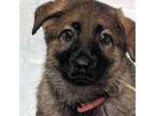 German Shepherd Dog Puppy for sale in Battle Creek, MI, USA
