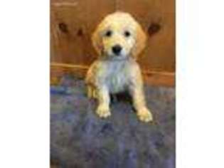 Golden Retriever Puppy for sale in Columbia, KY, USA