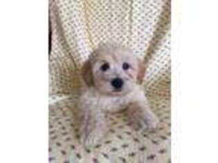 Goldendoodle Puppy for sale in Gurnee, IL, USA