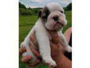 Bulldog Puppy for sale in Georgetown, PA, USA