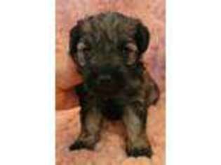 Mutt Puppy for sale in Port Crane, NY, USA