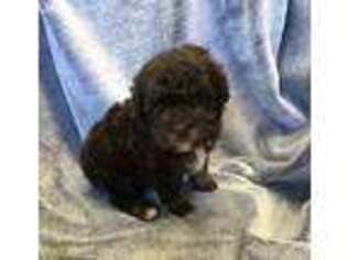 Mutt Puppy for sale in Hillsboro, AL, USA