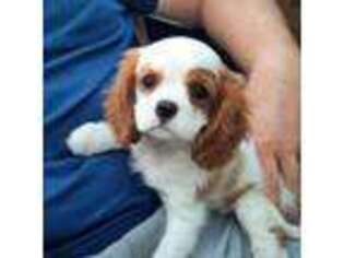 Cavalier King Charles Spaniel Puppy for sale in Verona, KY, USA