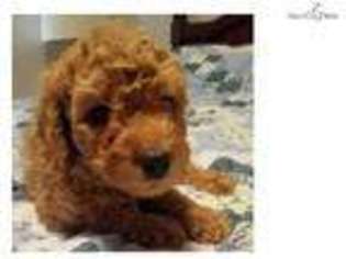 Labradoodle Puppy for sale in Myrtle Beach, SC, USA