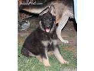 German Shepherd Dog Puppy for sale in Clovis, CA, USA