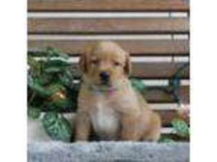 Labrador Retriever Puppy for sale in Hyde Park, VT, USA