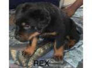 Rottweiler Puppy for sale in Rochester, NY, USA