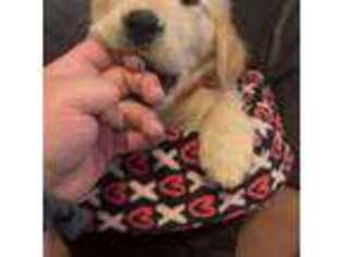 Golden Retriever Puppy for sale in Los Alamos, NM, USA