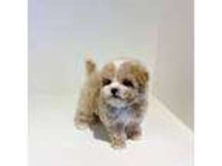 Mutt Puppy for sale in Ypsilanti, MI, USA
