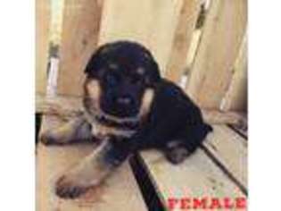 German Shepherd Dog Puppy for sale in Lees Summit, MO, USA