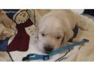 Golden Retriever Puppy for sale in Killeen, TX, USA