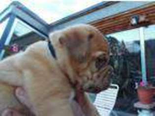 American Bull Dogue De Bordeaux Puppy for sale in Tres Piedras, NM, USA