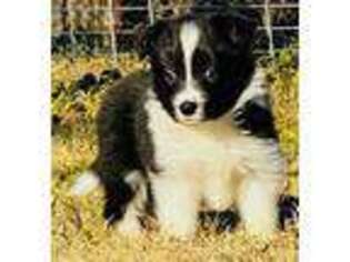 Border Collie Puppy for sale in Greenville, TX, USA