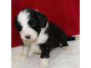 Bernese Mountain Dog Puppy for sale in Shakopee, MN, USA