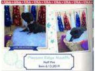 Mastiff Puppy for sale in China, ME, USA