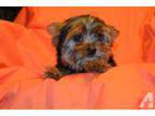 Yorkshire Terrier Puppy for sale in MIDDLETON, TN, USA