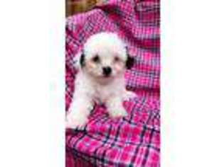 Mutt Puppy for sale in Bloomfield, NJ, USA